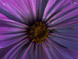 floral detail colour